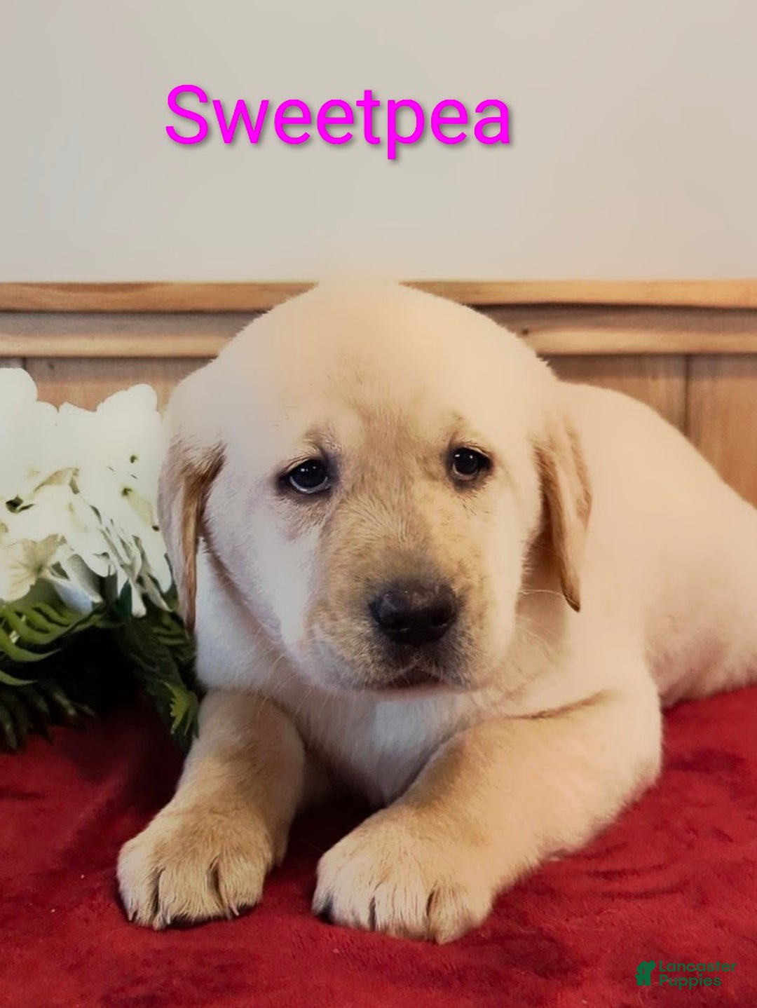 Goldador dogs for sale: Sweetpea - Ad 4