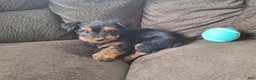 Yorkshire Terrier dogs for sale: Winston - Ad 3