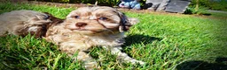 Havapoo dogs for sale: Bambi - Ad 17