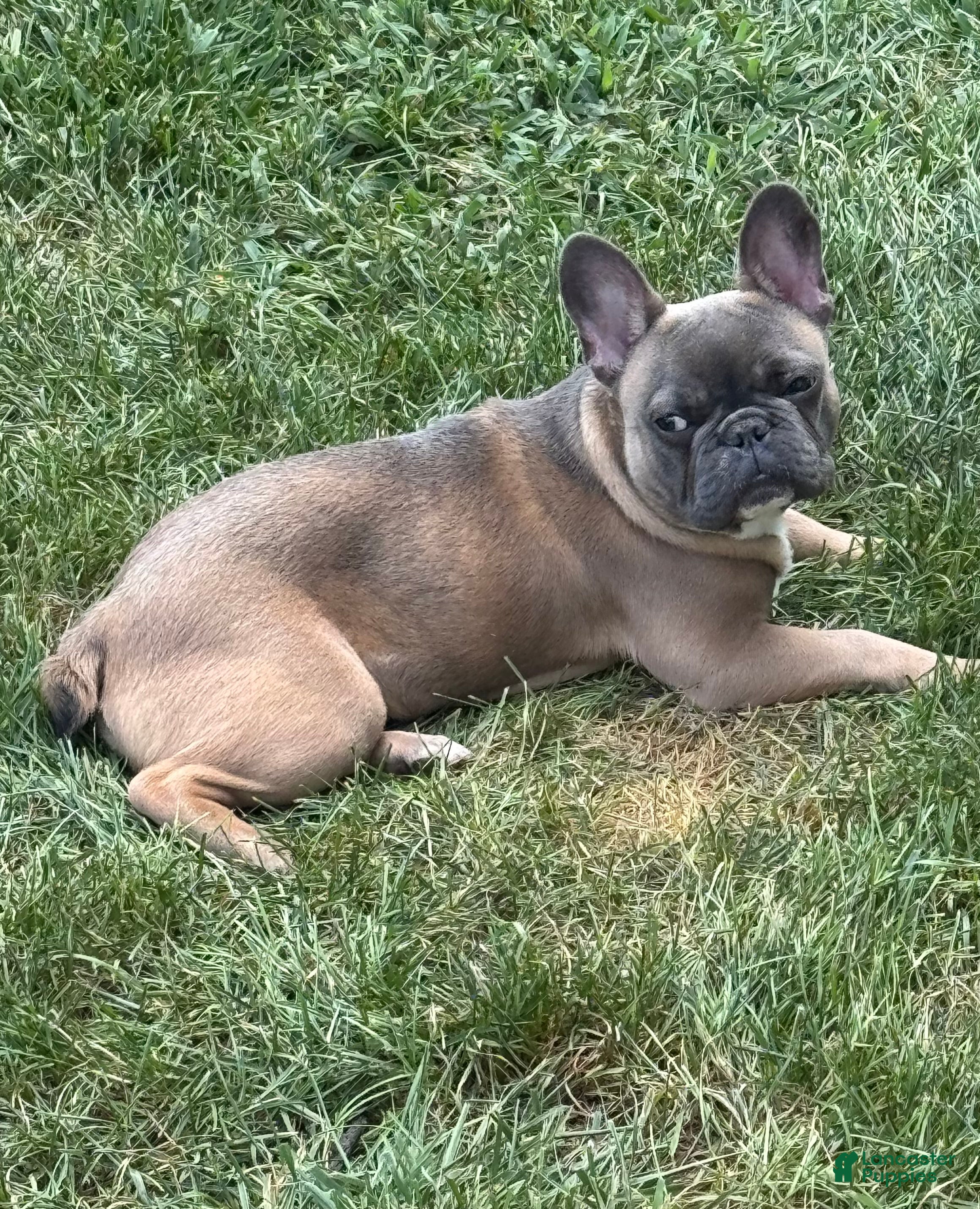 French Bulldog dogs French Bulldog Puppy 1 - Ad 15