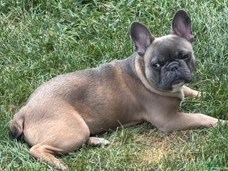 French Bulldog dogs French Bulldog Puppy 1 - Ad 20