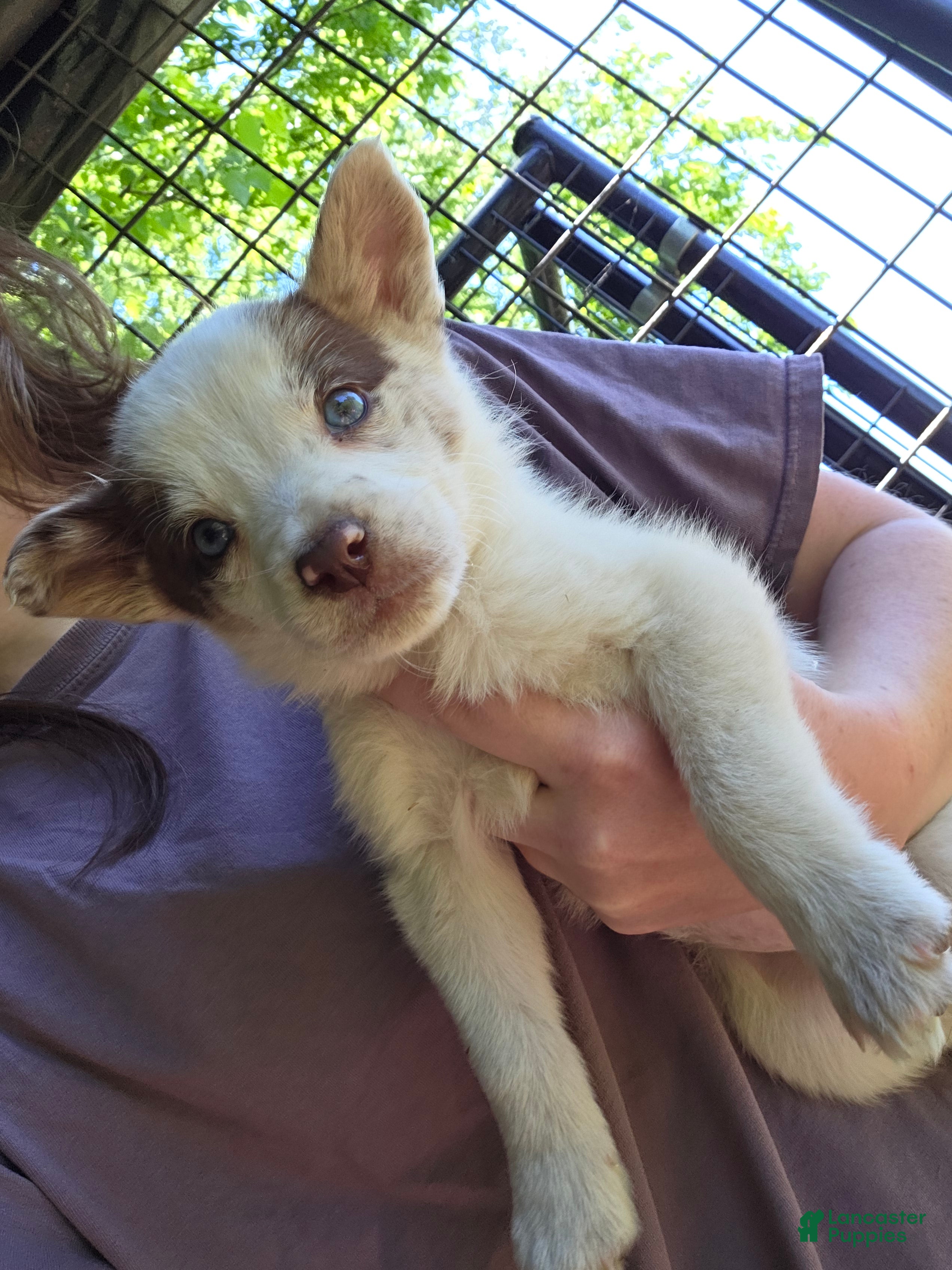 Border Collie dogs Daisy - Ad 2
