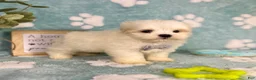 Malshi dogs for sale: Miles - Ad 5