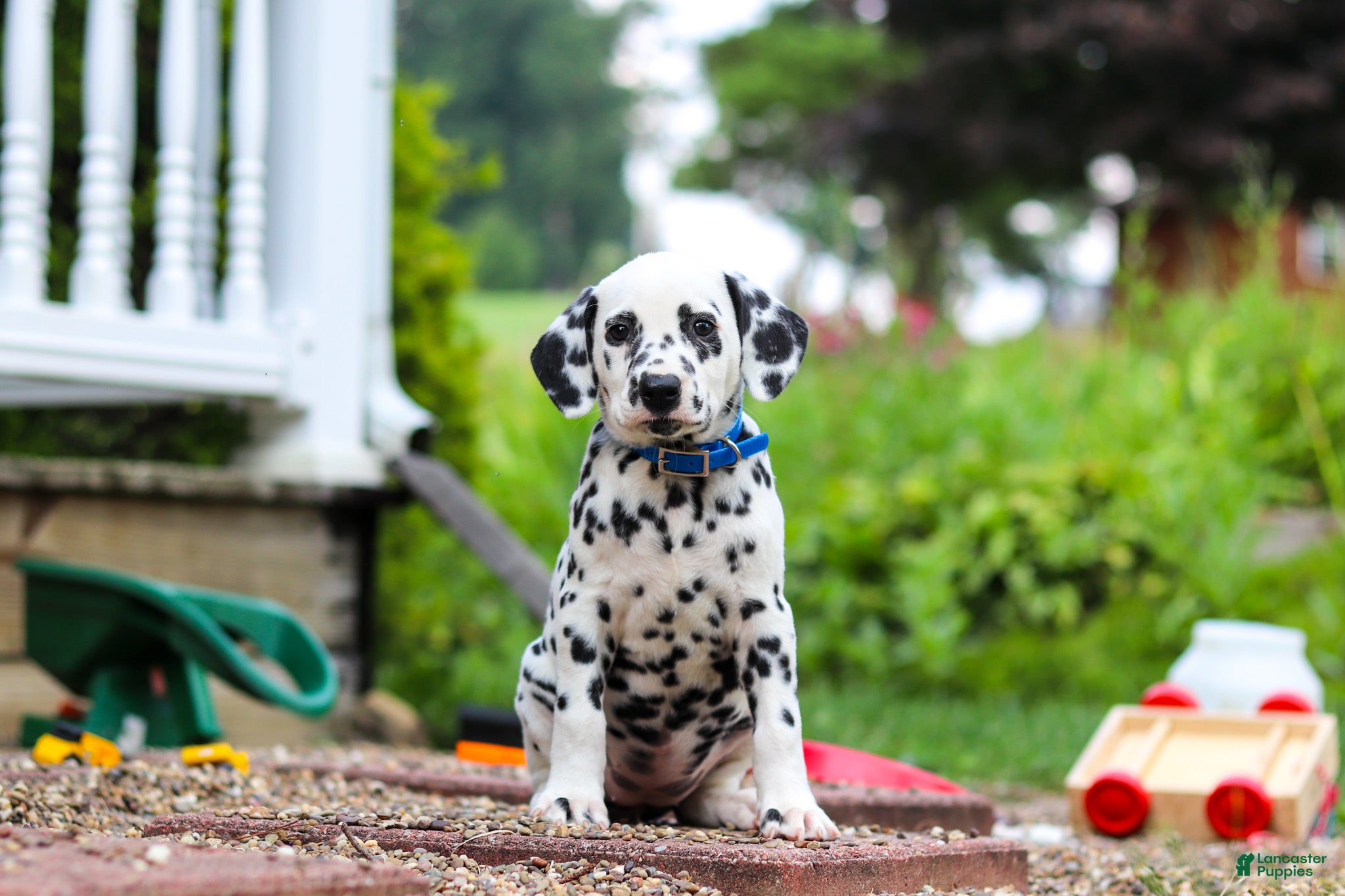 Dalmatian dogs Tasha - Ad 2