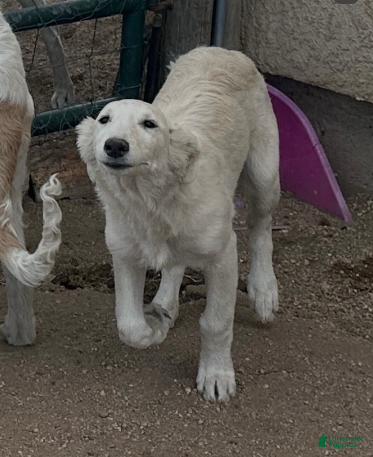 Mixed Breed dogs for sale: Blondie - Ad 3