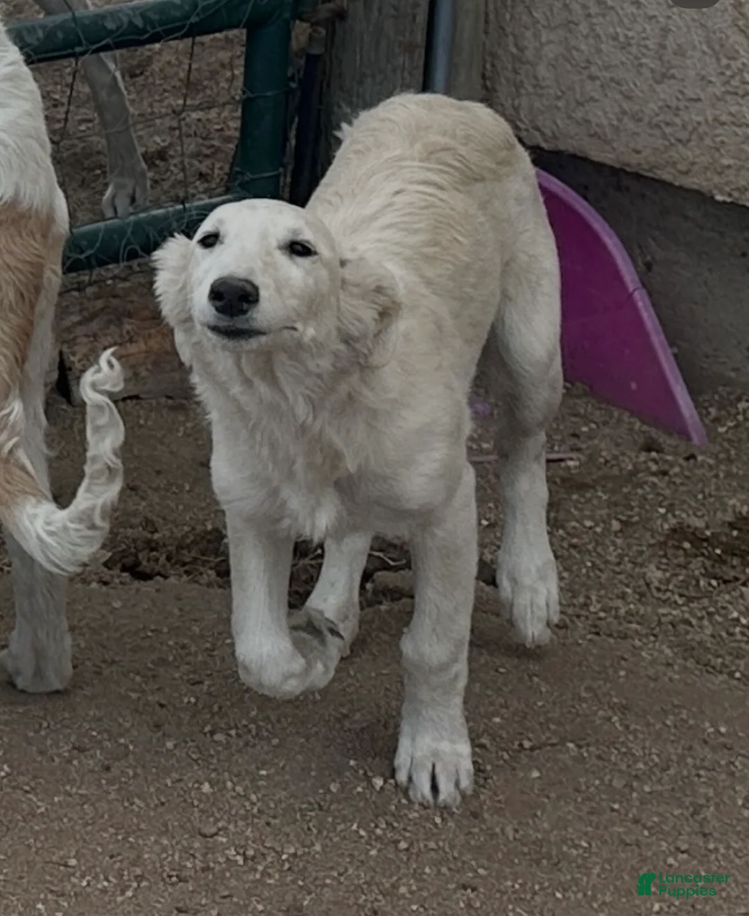 Mixed Breed dogs for sale: Blondie - Ad 1