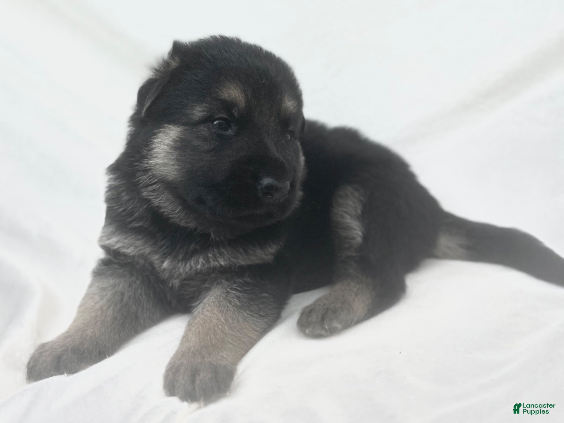 German Shepherd dogs Ranger - Ad 1