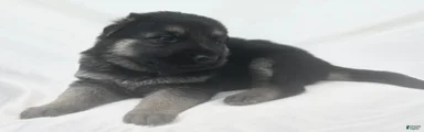 Ranger