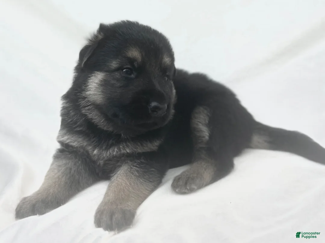 German Shepherd dogs for sale: Ranger - Ad 1
