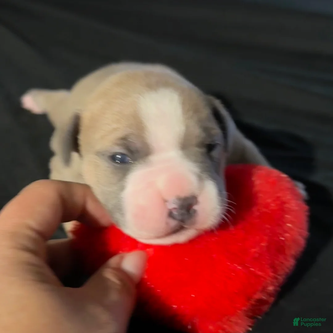 American Bully dogs for sale: American Bully Puppy 2 - Ad 1