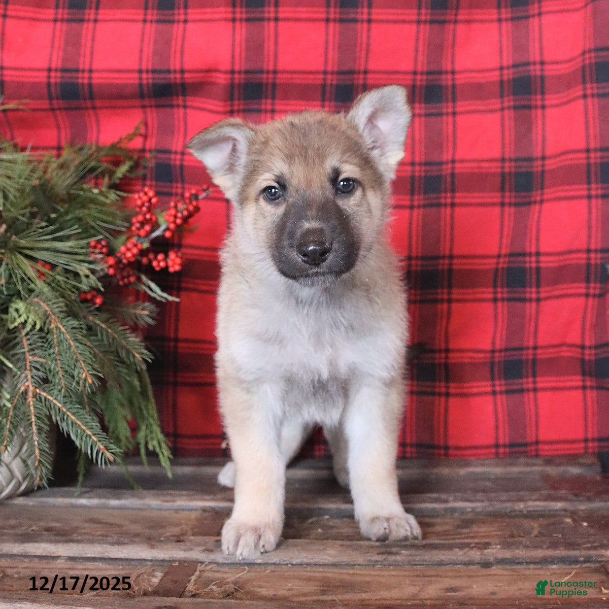 German Shepherd dogs for sale: Dasher - Ad 2