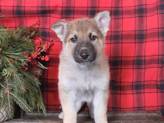 German Shepherd dogs for sale: Dasher - Ad 2