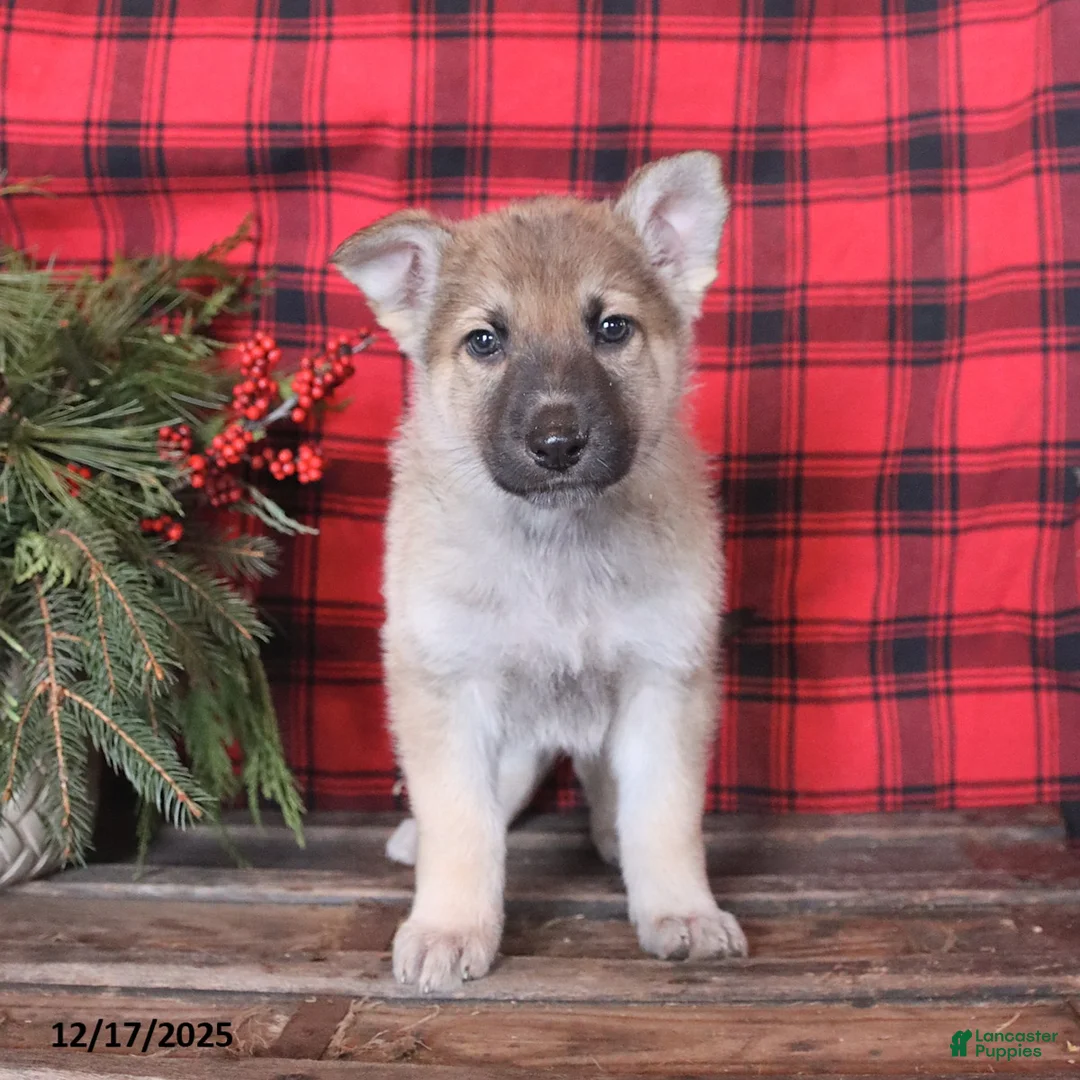 German Shepherd dogs for sale: Dasher - Ad 6