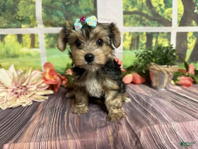 Rain (Yorkshire Terrier, Female) in Brighton, MO