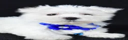 Maltese dogs for sale: Zebrina - Ad 3