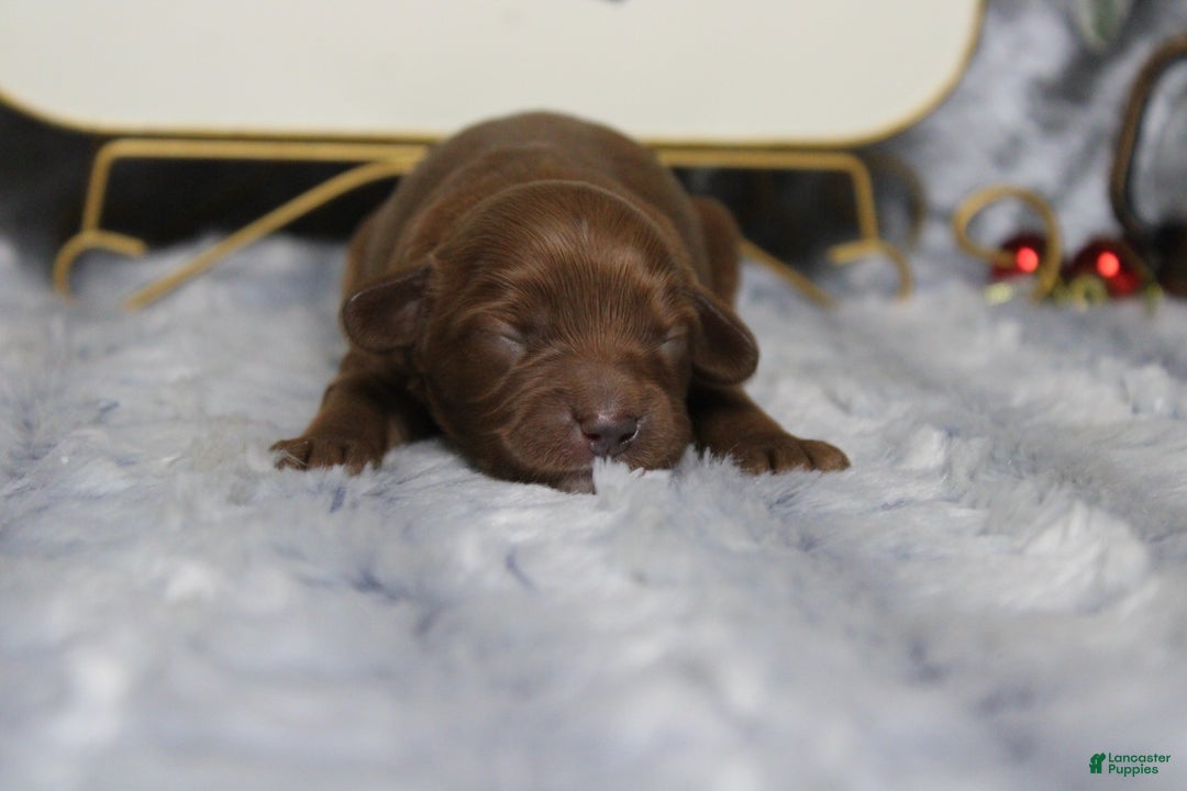 Cavapoo dogs for sale: Cherry - Ad 4