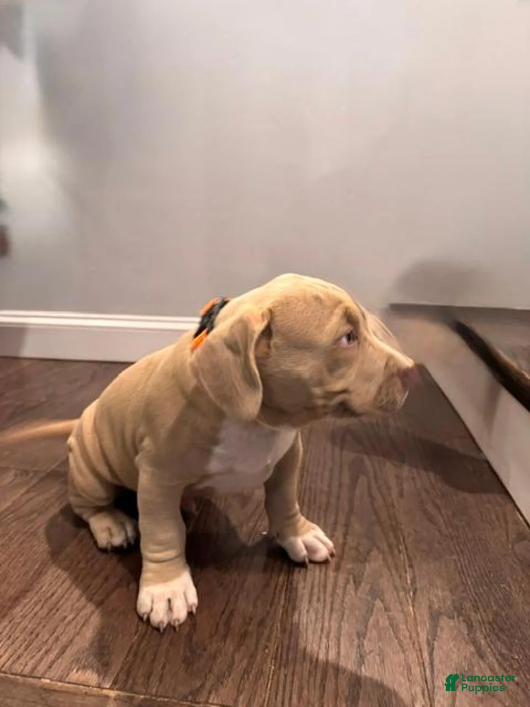 American Bully dogs for sale: Tank - Ad 2