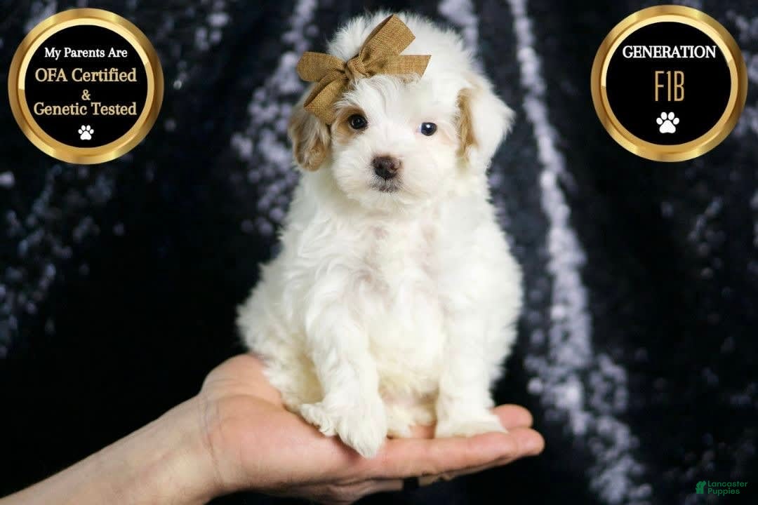 Maltipoo dogs Teeny Houdini - Ad 42