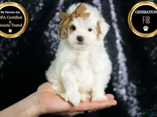 Maltipoo dogs Teeny Houdini - Ad 42