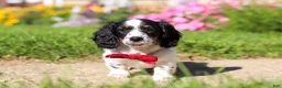 Dachshund dogs for sale: Kobe - Ad 4