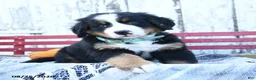 Bernese Mountain Dog dogs for sale: Ashley - Ad 2