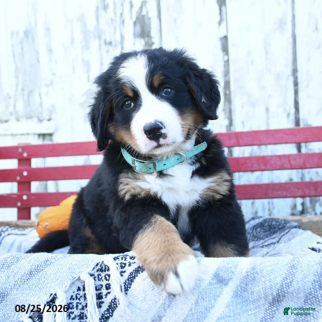 Bernese Mountain Dog dogs for sale: Ashley - Ad 2