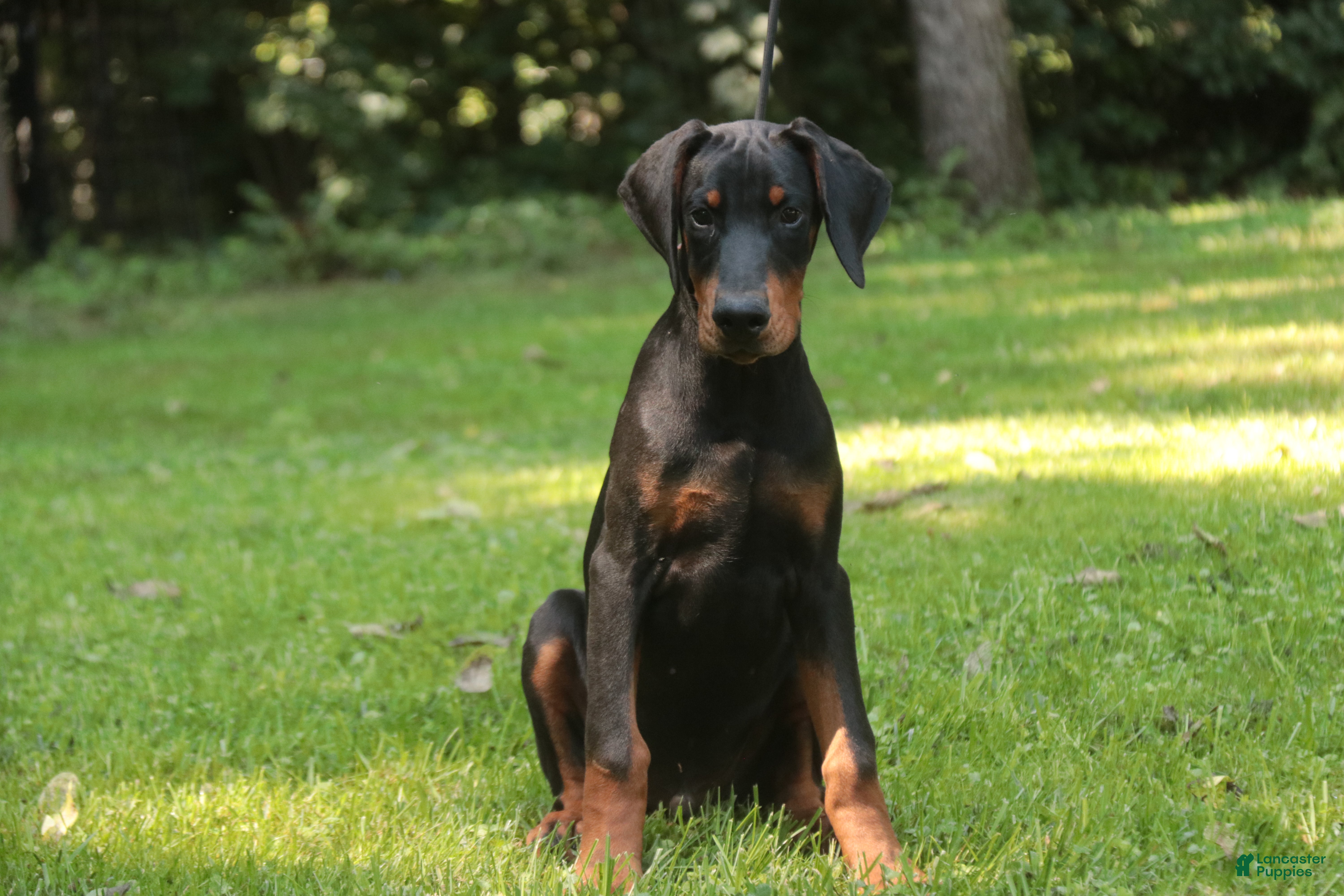 Doberman Pinscher dogs Griffin - Ad 2