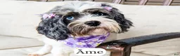 Cavapoo dogs for sale: Éclair - Ad 3