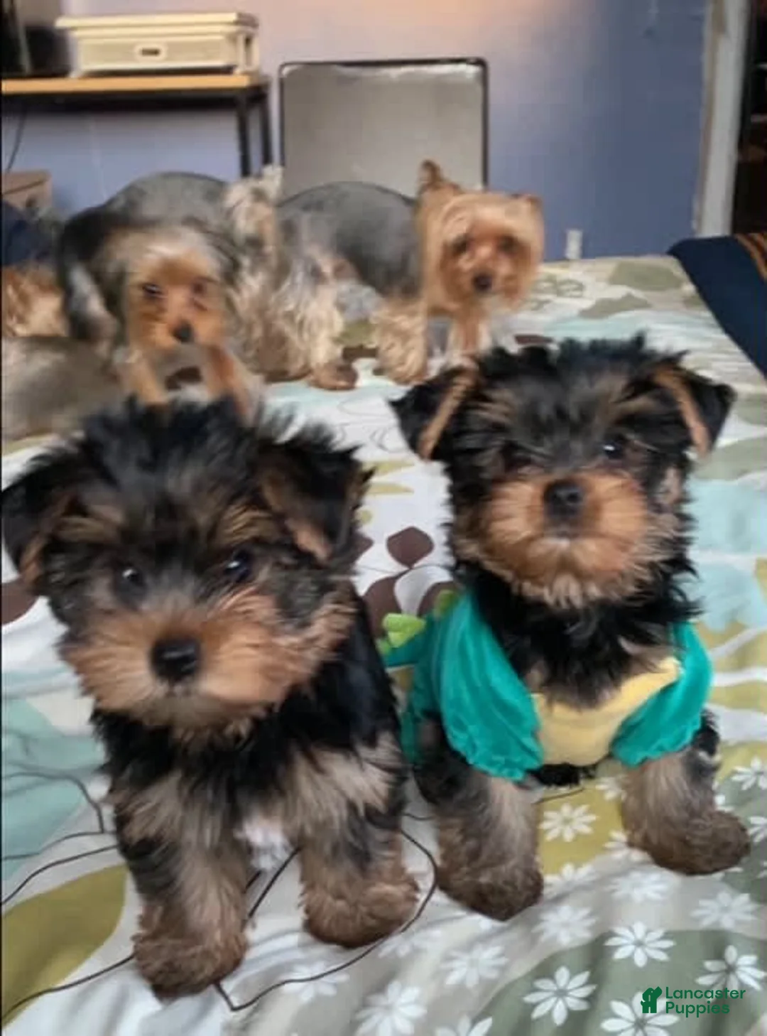 Gallery Image {{count}}