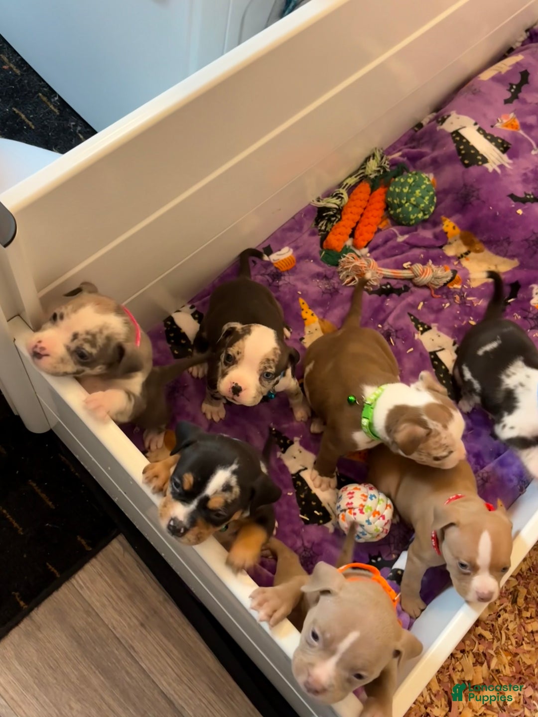 American Bully dogs for sale: Urban - Ad 22