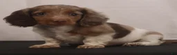 Dachshund dogs for sale: willie Jr  - Ad 7