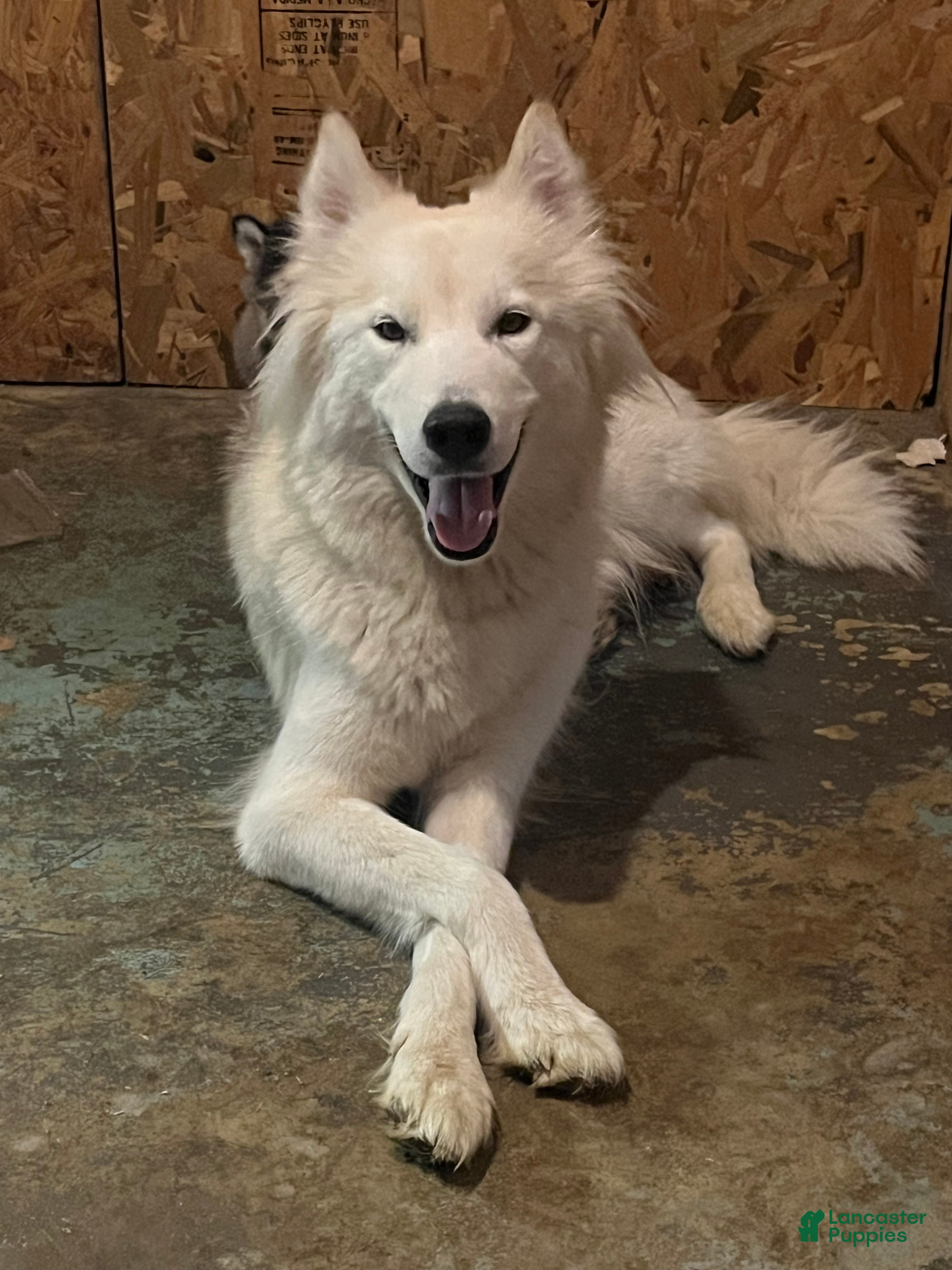 Siberian Husky dogs Siberian Husky Puppy 4 - Ad 2