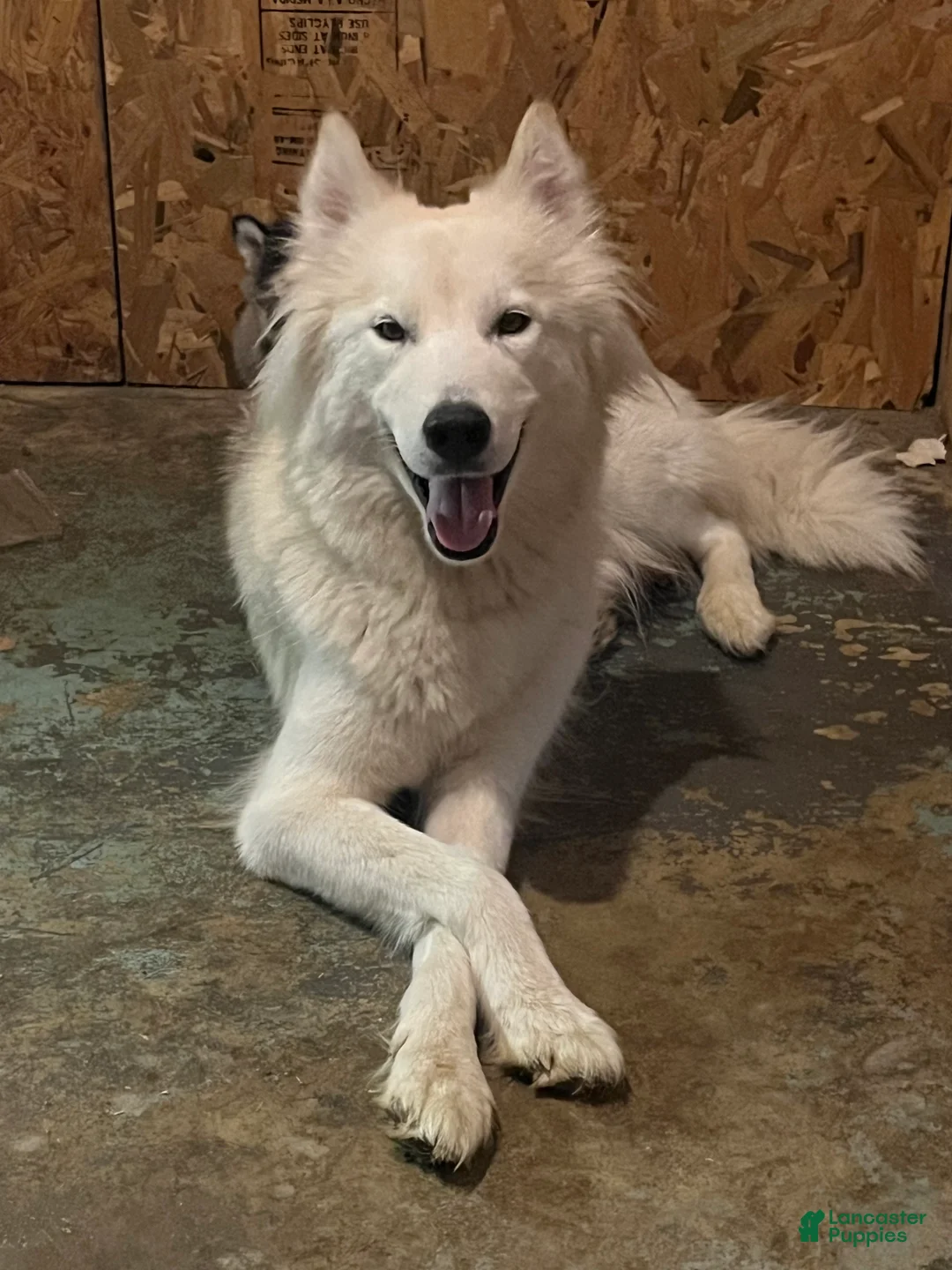 Siberian Husky dogs for sale: Siberian Husky Puppy 2 - Ad 2