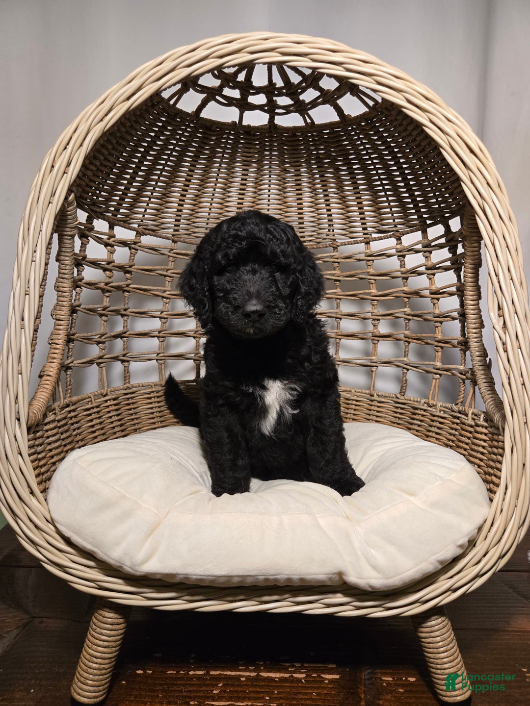 Goldendoodle dogs for sale: Shadow - Ad 3