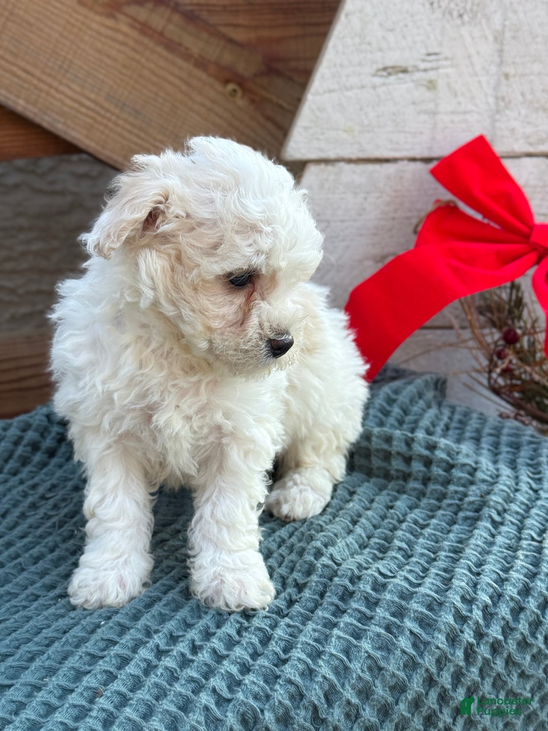 Bichpoo dogs for sale: Amaya - Ad 6