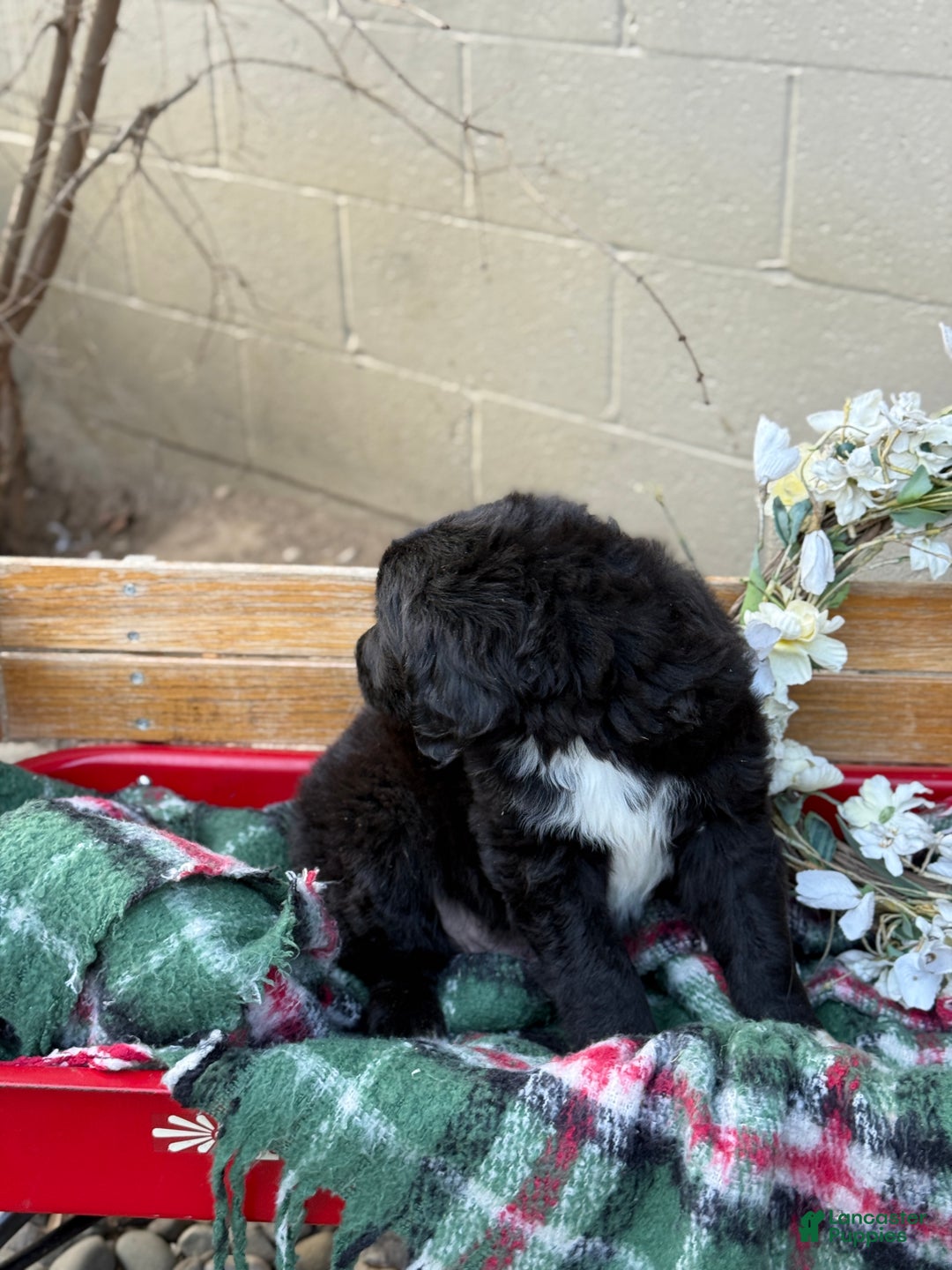 Mixed Breed dogs for sale: Ranger - Ad 2