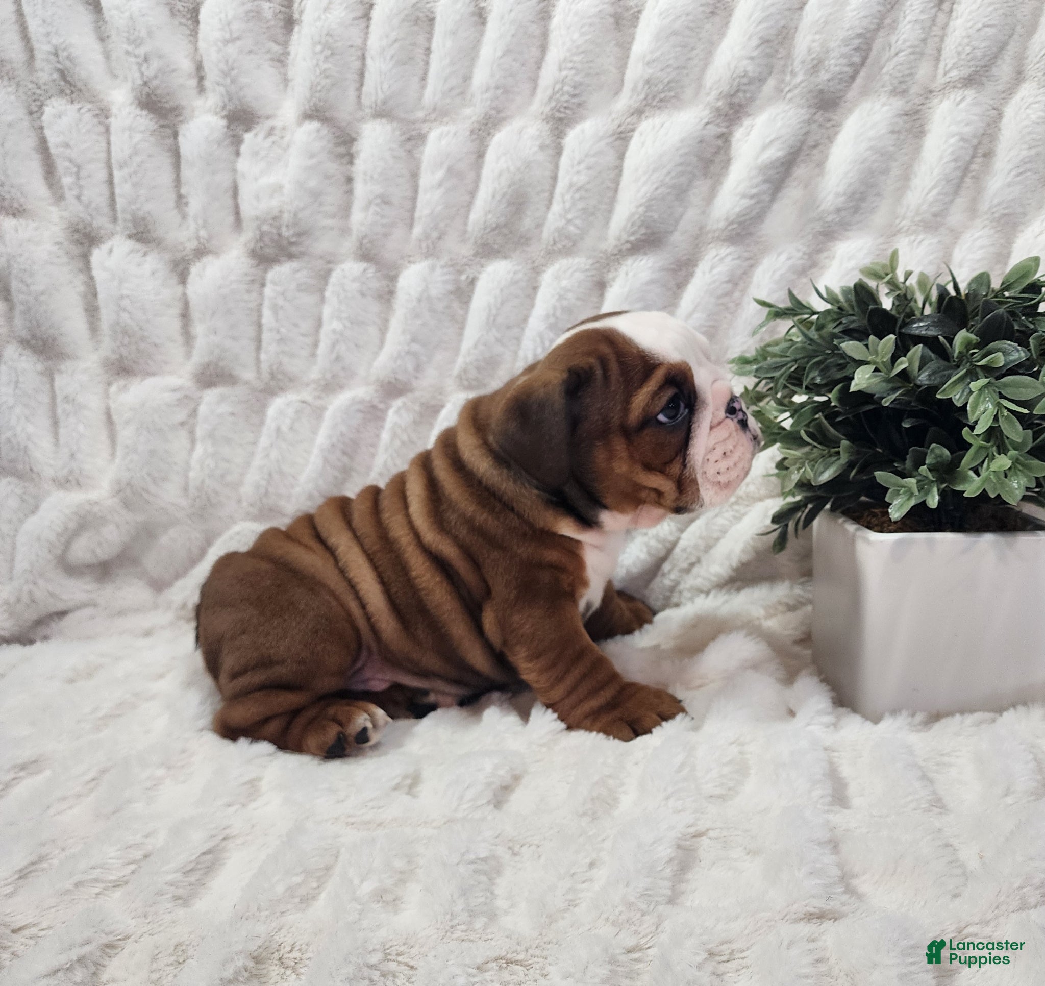 English Bulldog dogs AKC Asher  - Ad 1