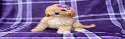 Cavapoo dogs for sale: Ayla - Ad 7