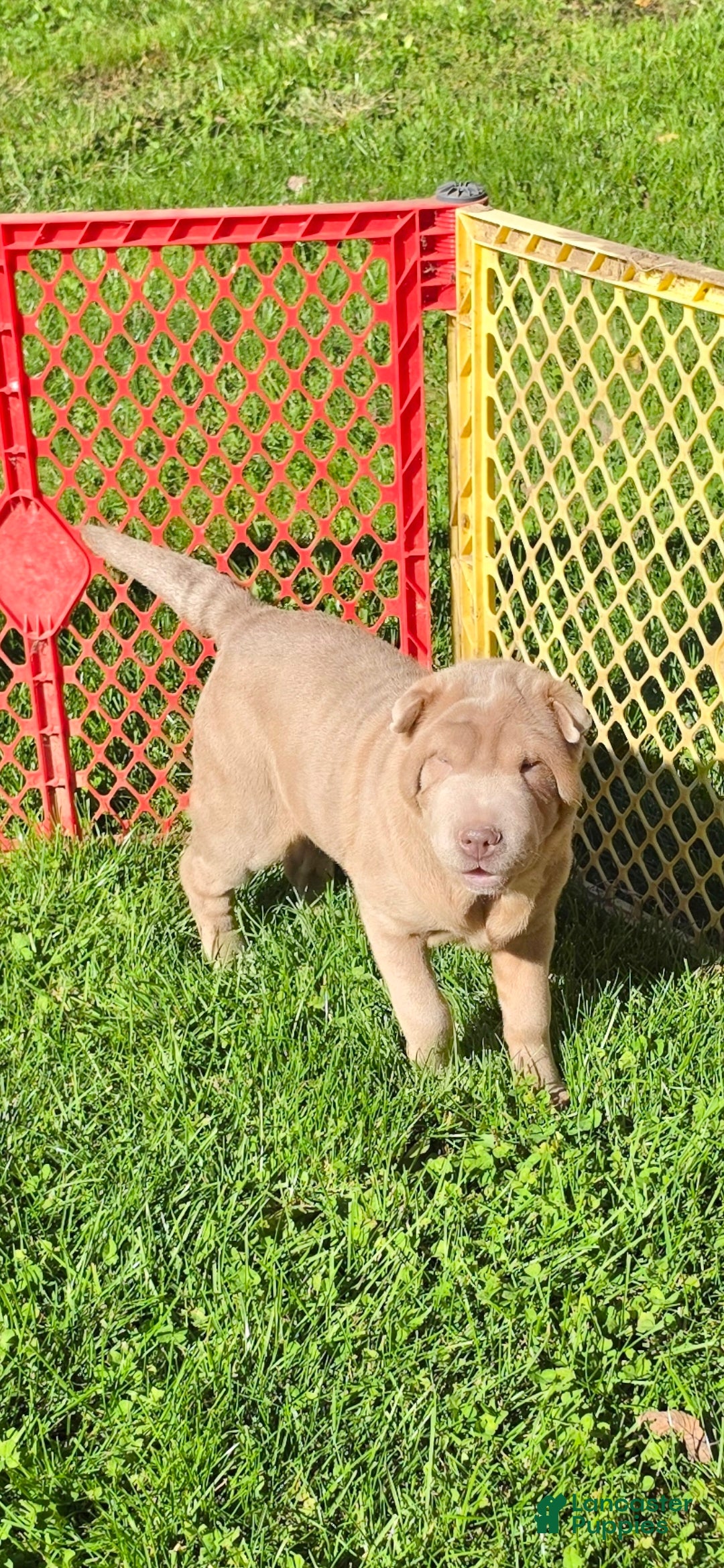 Shar Pei dogs for sale: Lyla - Ad 2