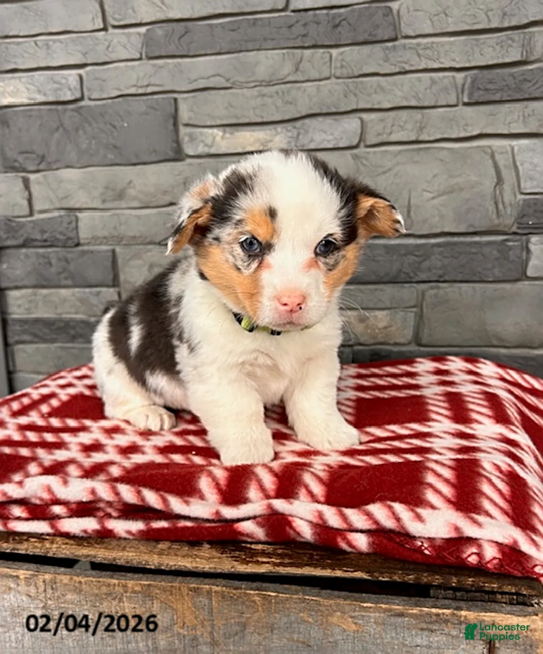 Welsh Corgi Pembroke dogs for sale: Dominic - Ad 3