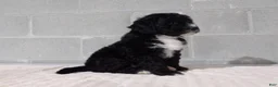 Bernedoodle dogs for sale: Rosy - Ad 4