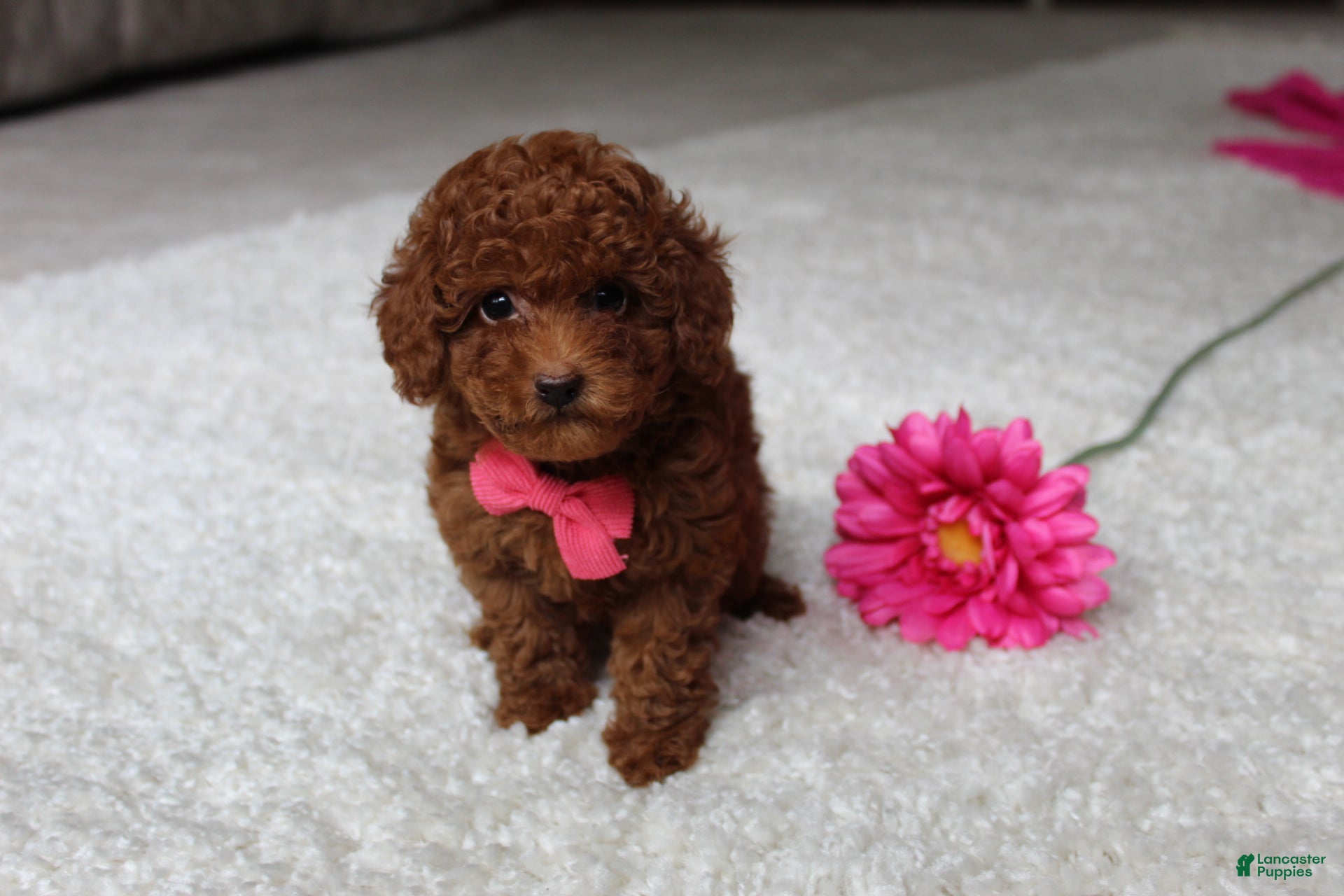 Toy Poodle dogs Mia - Ad 1