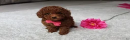 Toy Poodle dogs for sale: Mia - Ad 27