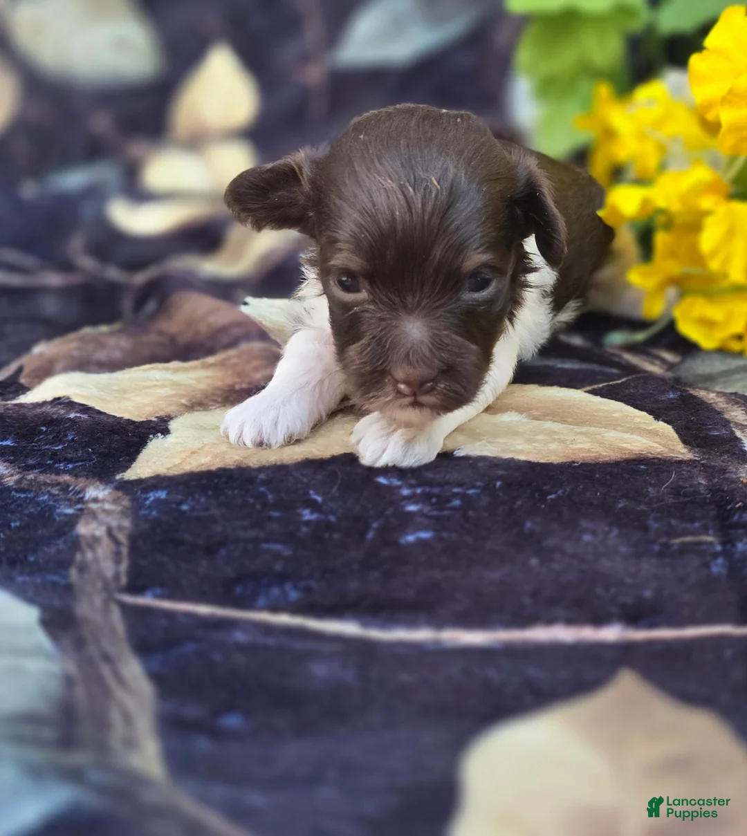 Havapoo dogs for sale: Wafer - Ad 1