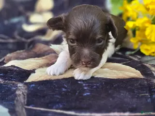 Havapoo dogs Wafer - Ad 38