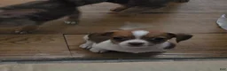Mixed Breed dogs for sale: Oliver - Ad 13