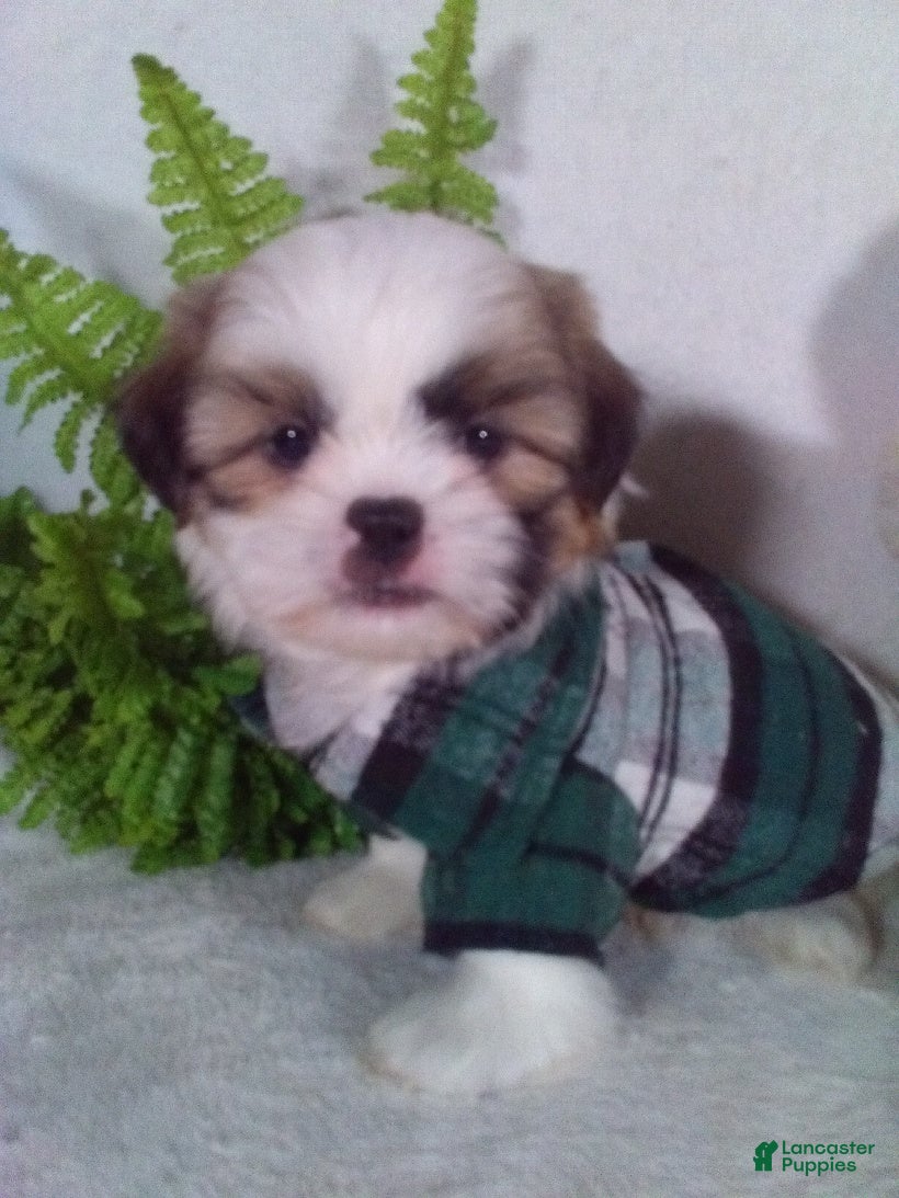Shih Tzu dogs Cash - Ad 42