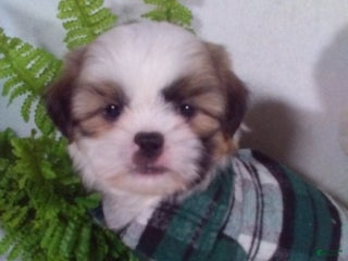 Shih Tzu dogs Cash - Ad 11
