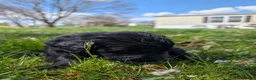 Newfoundland dogs for sale: Hayden - Ad 13