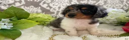 Miniature Dachshund dogs for sale: Mia - Ad 9